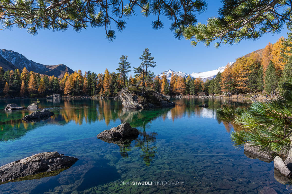 Klares türkisfarbenes Wasser des Lai da Saoseo mit sichtbarem Steinboden, kleinen Felsinseln und herbstlich goldenen Lärchen vor schneebedeckten Gipfeln im Val da Camp.