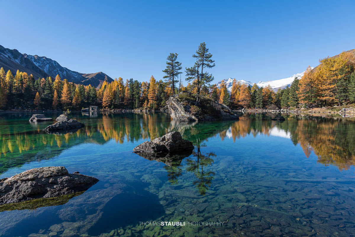 Klares türkisfarbenes Wasser des Lai da Saoseo mit sichtbarem Steinboden, kleinen Felsinseln und herbstlich goldenen Lärchen vor schneebedeckten Gipfeln im Val da Camp.