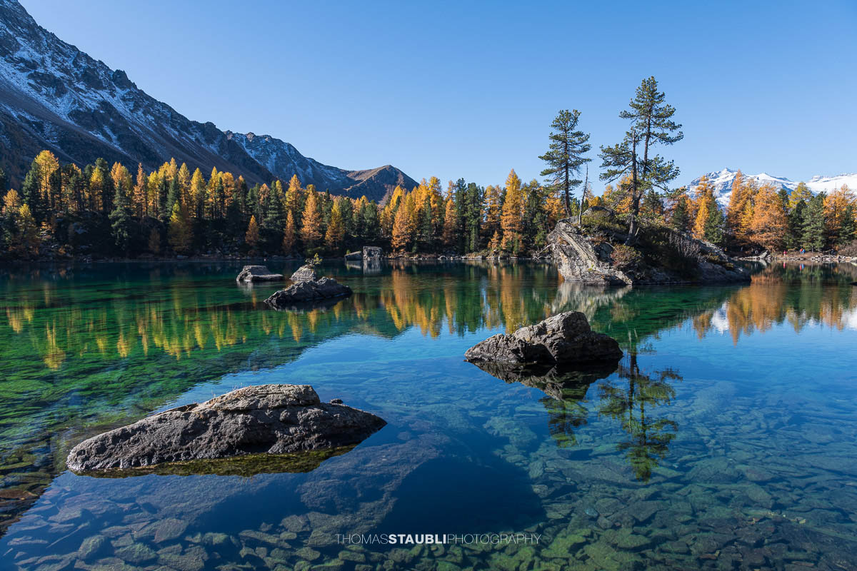 Klares türkisfarbenes Wasser des Lai da Saoseo mit sichtbarem Steinboden, kleinen Felsinseln und herbstlich goldenen Lärchen vor schneebedeckten Gipfeln im Val da Camp.