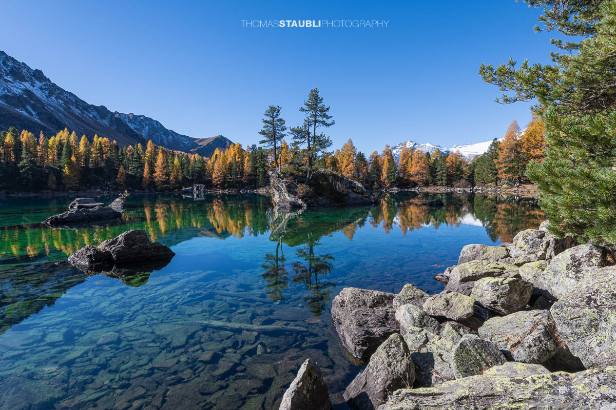 Klares türkisfarbenes Wasser des Lai da Saoseo mit sichtbarem Steinboden, kleinen Felsinseln und herbstlich goldenen Lärchen vor schneebedeckten Gipfeln im Val da Camp.