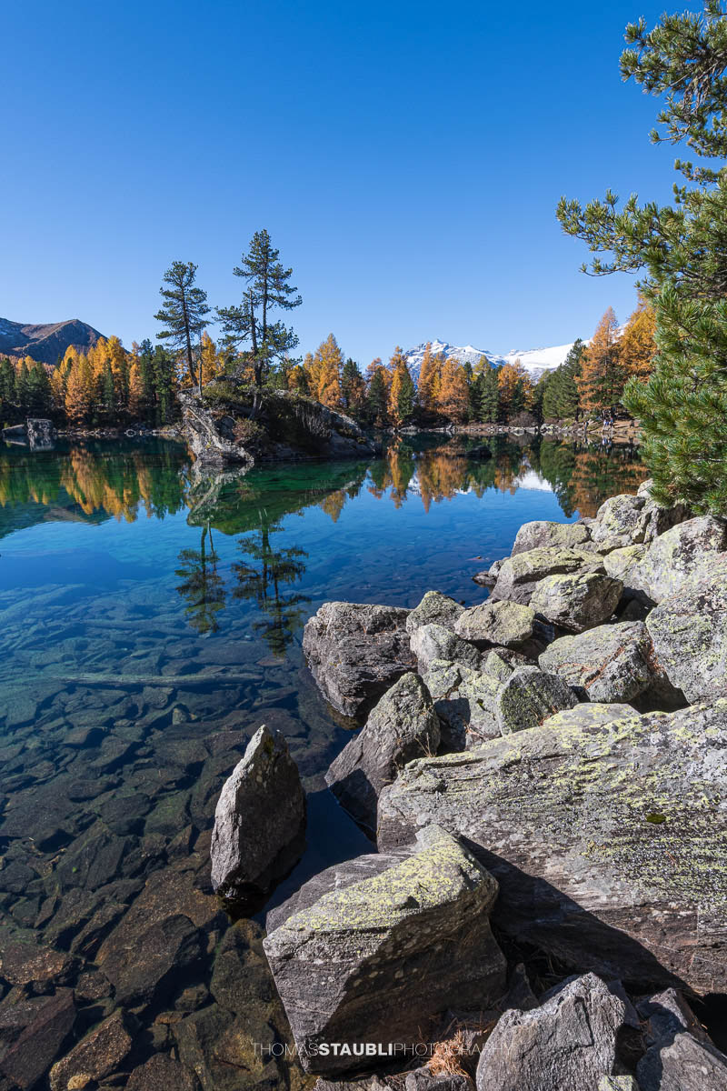 Klares türkisfarbenes Wasser des Lai da Saoseo mit sichtbarem Steinboden, kleinen Felsinseln und herbstlich goldenen Lärchen vor schneebedeckten Gipfeln im Val da Camp.