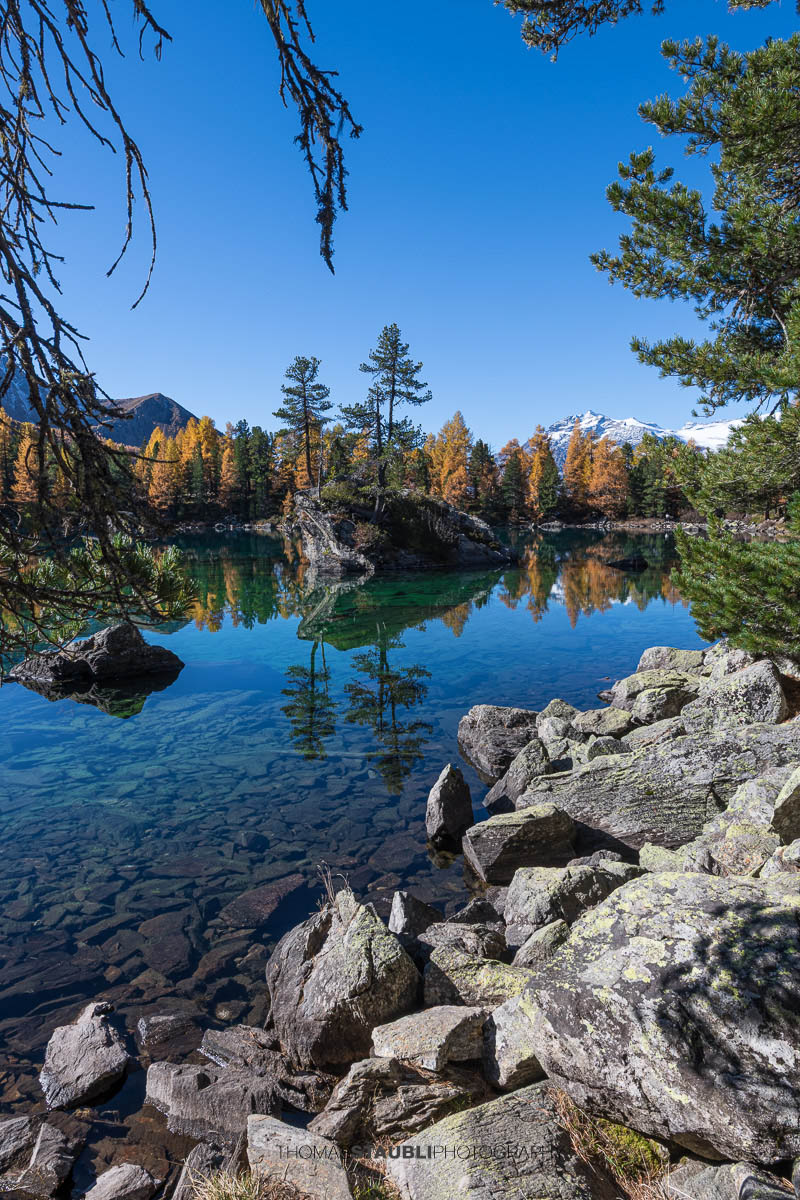 Klares türkisfarbenes Wasser des Lai da Saoseo mit sichtbarem Steinboden, kleinen Felsinseln und herbstlich goldenen Lärchen vor schneebedeckten Gipfeln im Val da Camp.