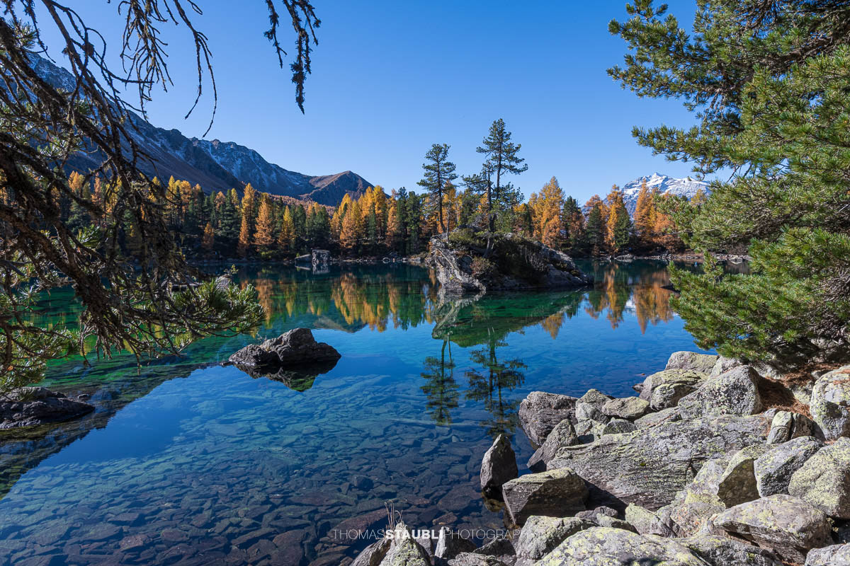 Klares türkisfarbenes Wasser des Lai da Saoseo mit sichtbarem Steinboden, kleinen Felsinseln und herbstlich goldenen Lärchen vor schneebedeckten Gipfeln im Val da Camp.