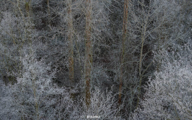 Frostüberzogene, laublose Baumkronen in einem dichten Novemberwald mit feinen, weiss glitzernden Ästen und dunklen Baumstämmen im Hintergrund.