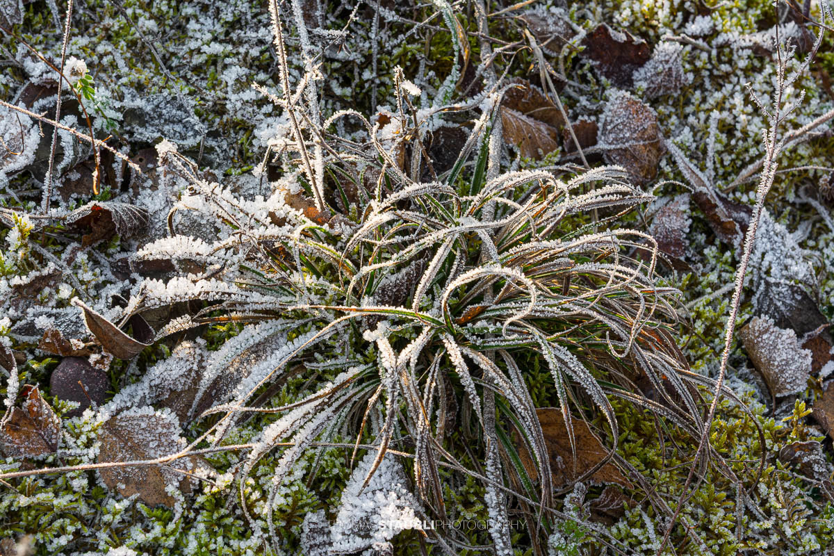 Raureif auf Gräsern und verwelkten Blättern