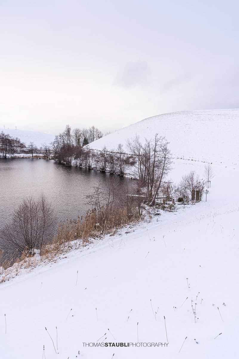 Verschneiter Wilersee im Kanton Zug, winterliche Landschaft mit Schilf, kahlen Bäumen und stiller Wasserfläche unter bedecktem Himmel.