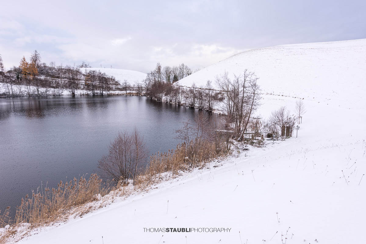 Verschneiter Wilersee im Kanton Zug, winterliche Landschaft mit Schilf, kahlen Bäumen und stiller Wasserfläche unter bedecktem Himmel.