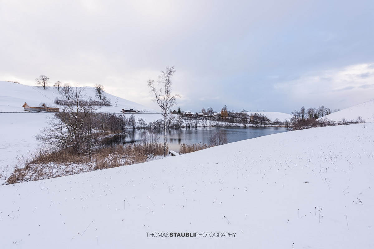 Verschneiter Wilersee im Kanton Zug, winterliche Landschaft mit Schilf, kahlen Bäumen und stiller Wasserfläche unter bedecktem Himmel.