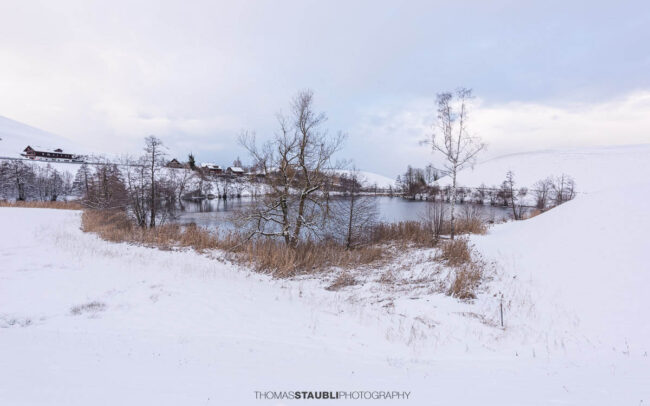 Verschneiter Wilersee im Kanton Zug, winterliche Landschaft mit Schilf, kahlen Bäumen und stiller Wasserfläche unter bedecktem Himmel.