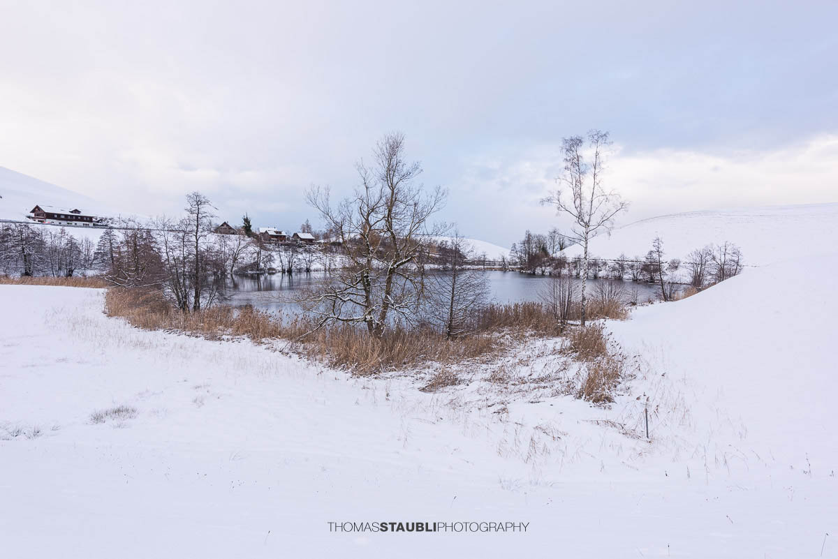 Verschneiter Wilersee im Kanton Zug, winterliche Landschaft mit Schilf, kahlen Bäumen und stiller Wasserfläche unter bedecktem Himmel.