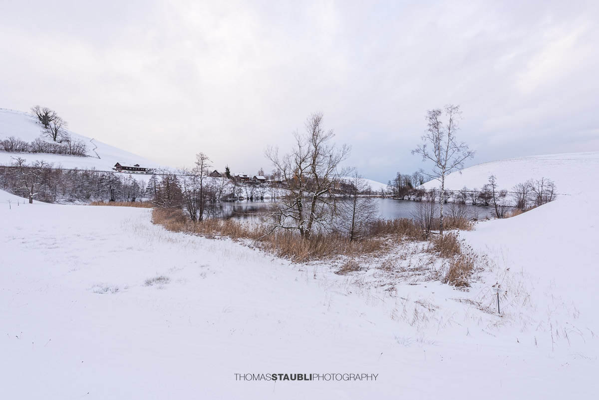 Verschneiter Wilersee im Kanton Zug, winterliche Landschaft mit Schilf, kahlen Bäumen und stiller Wasserfläche unter bedecktem Himmel.