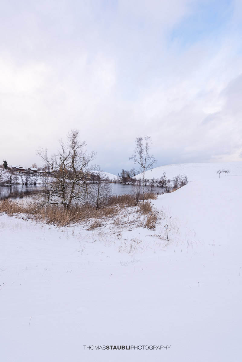 Verschneiter Wilersee im Kanton Zug, winterliche Landschaft mit Schilf, kahlen Bäumen und stiller Wasserfläche unter bedecktem Himmel.