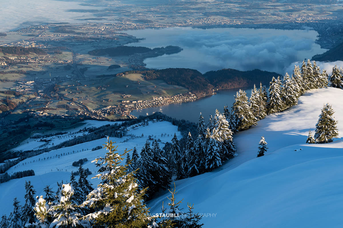 Winterliche Aussicht vom Rigi Rotstock: verschneite Hänge und Tannen im Vordergrund, darunter der Zugersee mit umliegenden Siedlungen und dem von Nebel bedeckten Mittelland.