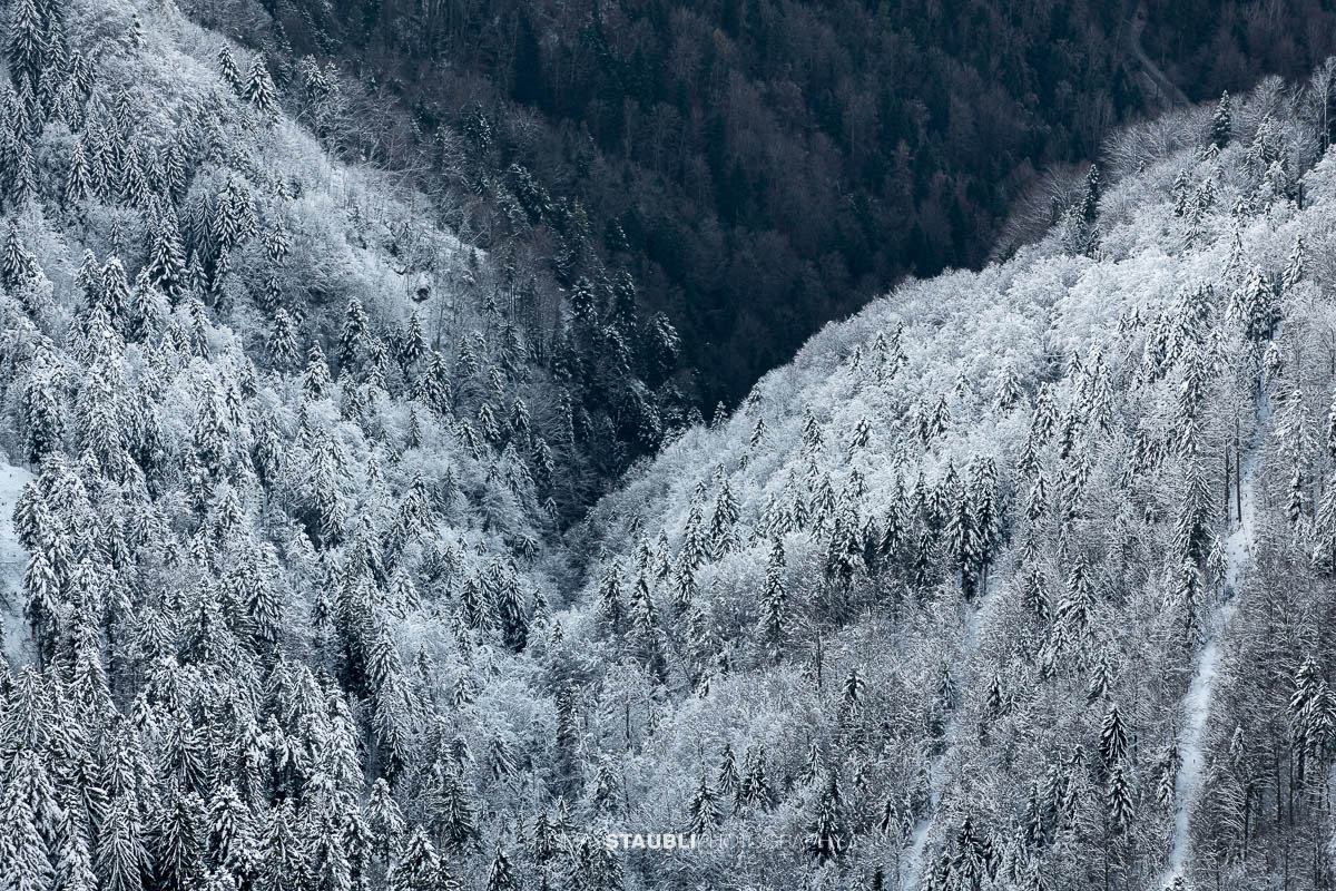 Verschneite Tannen auf der Rigi