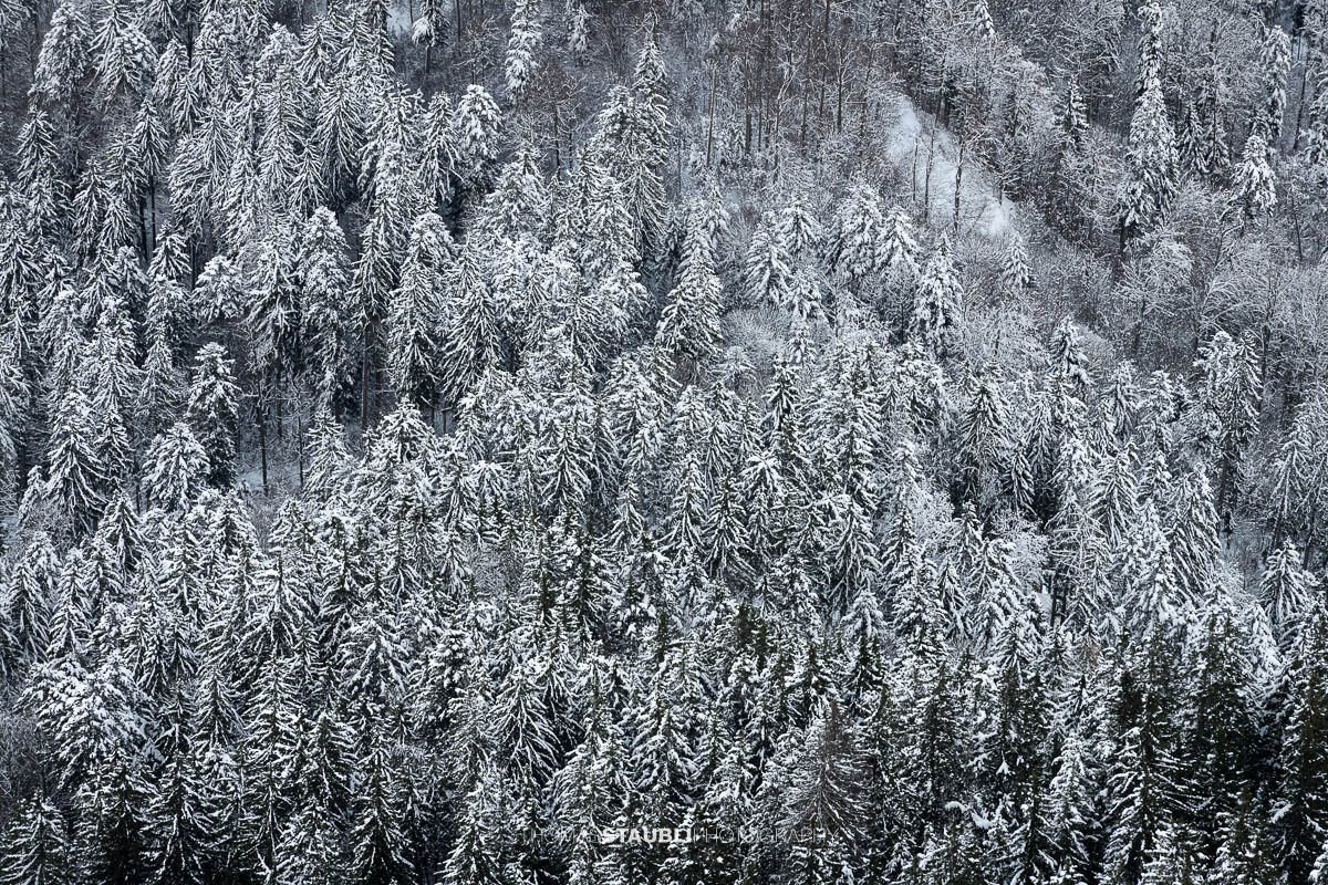 Verschneite Tannen auf der Rigi