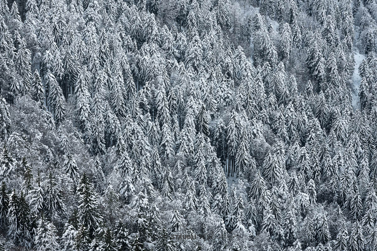 Verschneite Tannen auf der Rigi