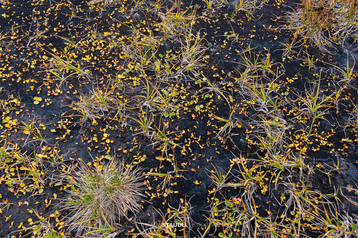 Gräser am Laghi d'Orsirora