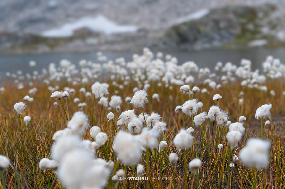Wollgras am Laghi d'Orsirora
