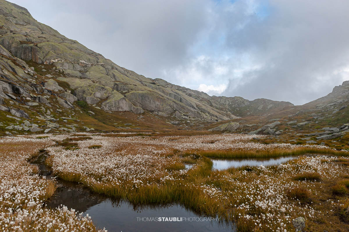 Hochalpine Moorlandschaft am Gotthardpass mit Wollgras, kleinen Wasserflächen und felsigen Hängen unter bedecktem Himmel.