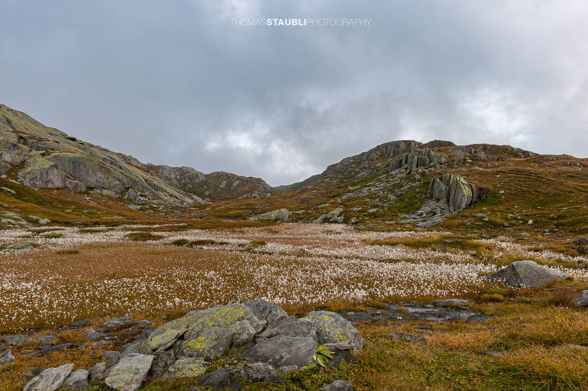 Hochalpine Moorlandschaft am Gotthardpass mit Wollgras, kleinen Wasserflächen und felsigen Hängen unter bedecktem Himmel.