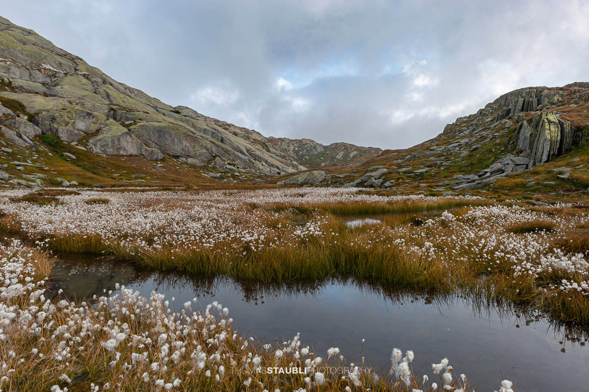Hochalpine Moorlandschaft am Gotthardpass mit Wollgras, kleinen Wasserflächen und felsigen Hängen unter bedecktem Himmel.