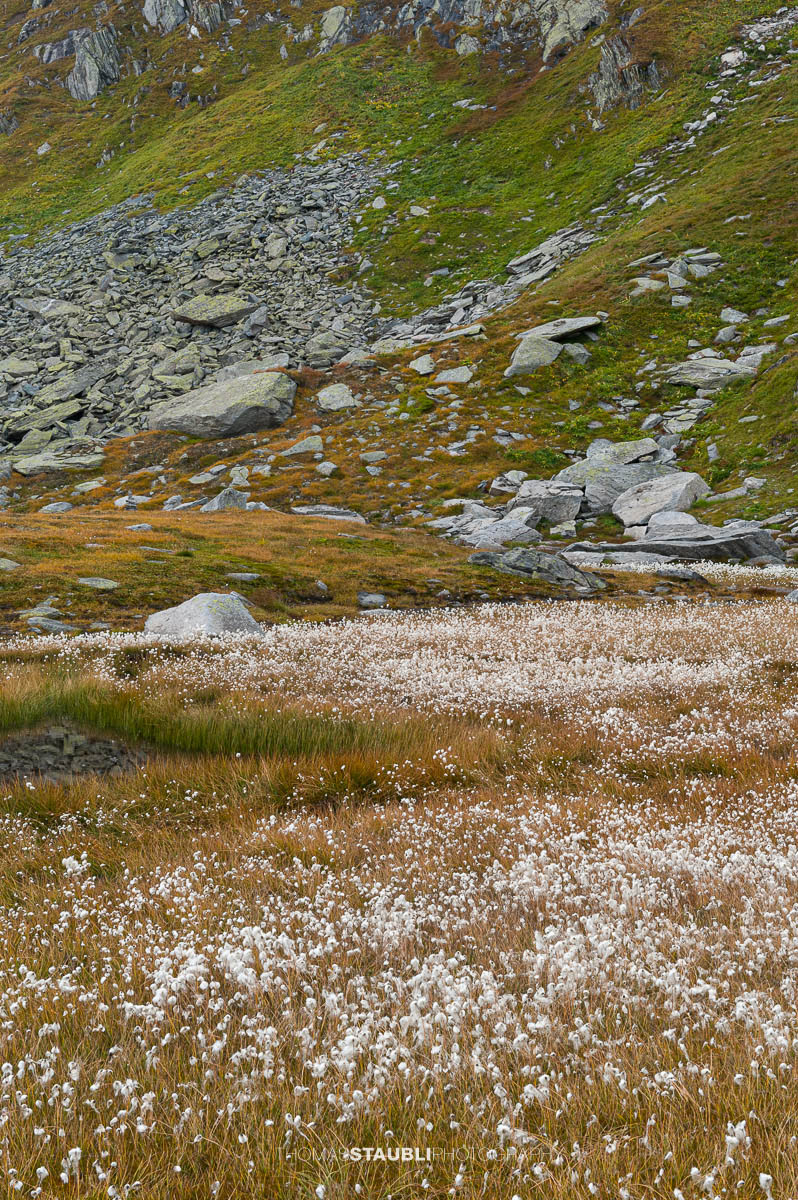 Hochalpine Moorlandschaft am Gotthardpass mit Wollgras, kleinen Wasserflächen und felsigen Hängen unter bedecktem Himmel.