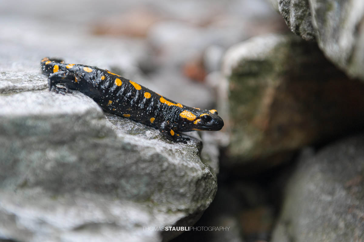 Feuersalamander an der Verzasca