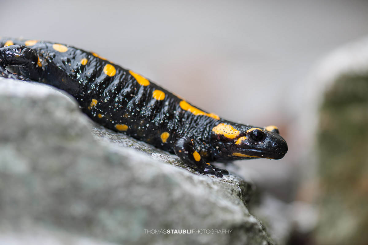 Feuersalamander an der Verzasca