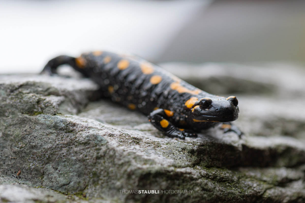 Feuersalamander an der Verzasca