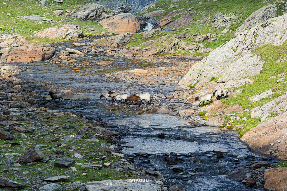 Gaissen beim überqueren eines Baches
