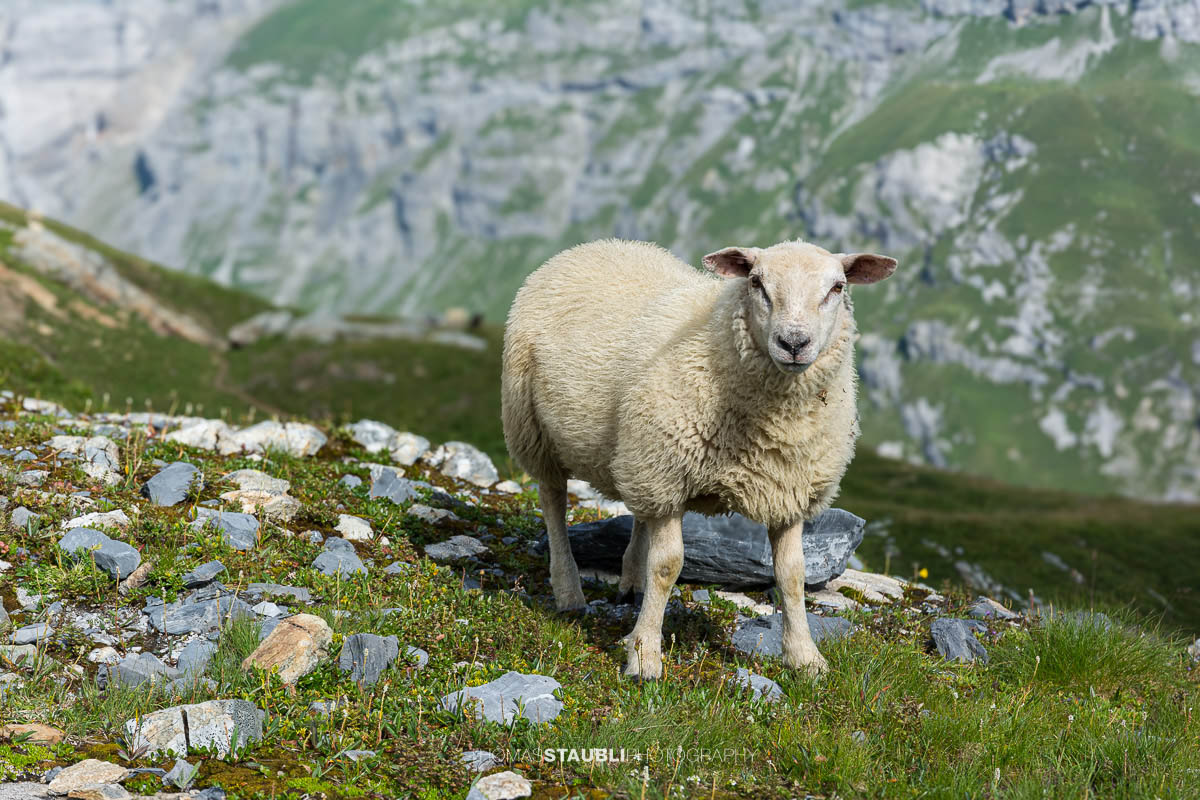Schaf bei Unter Röti
