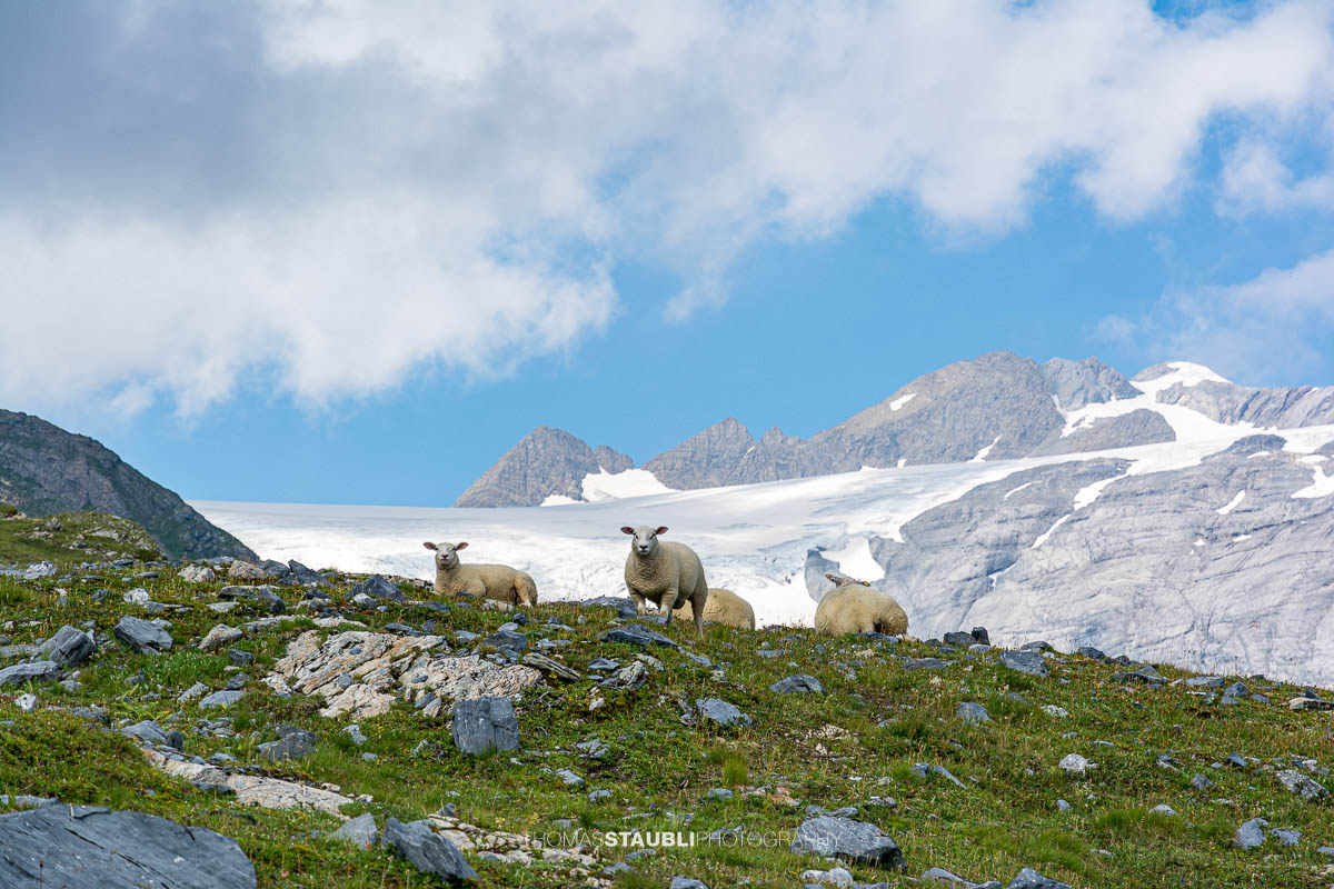 Schafherde bei Unter Röti