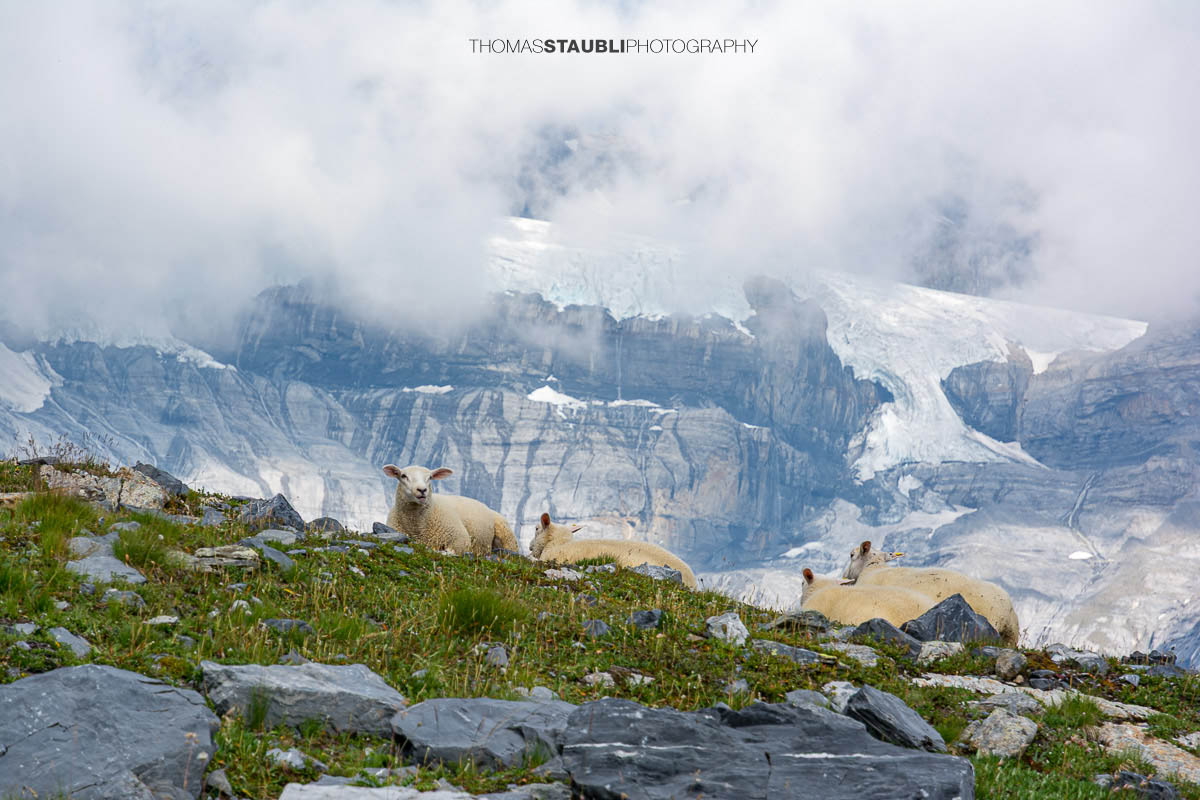 Schafherde bei Unter Röti
