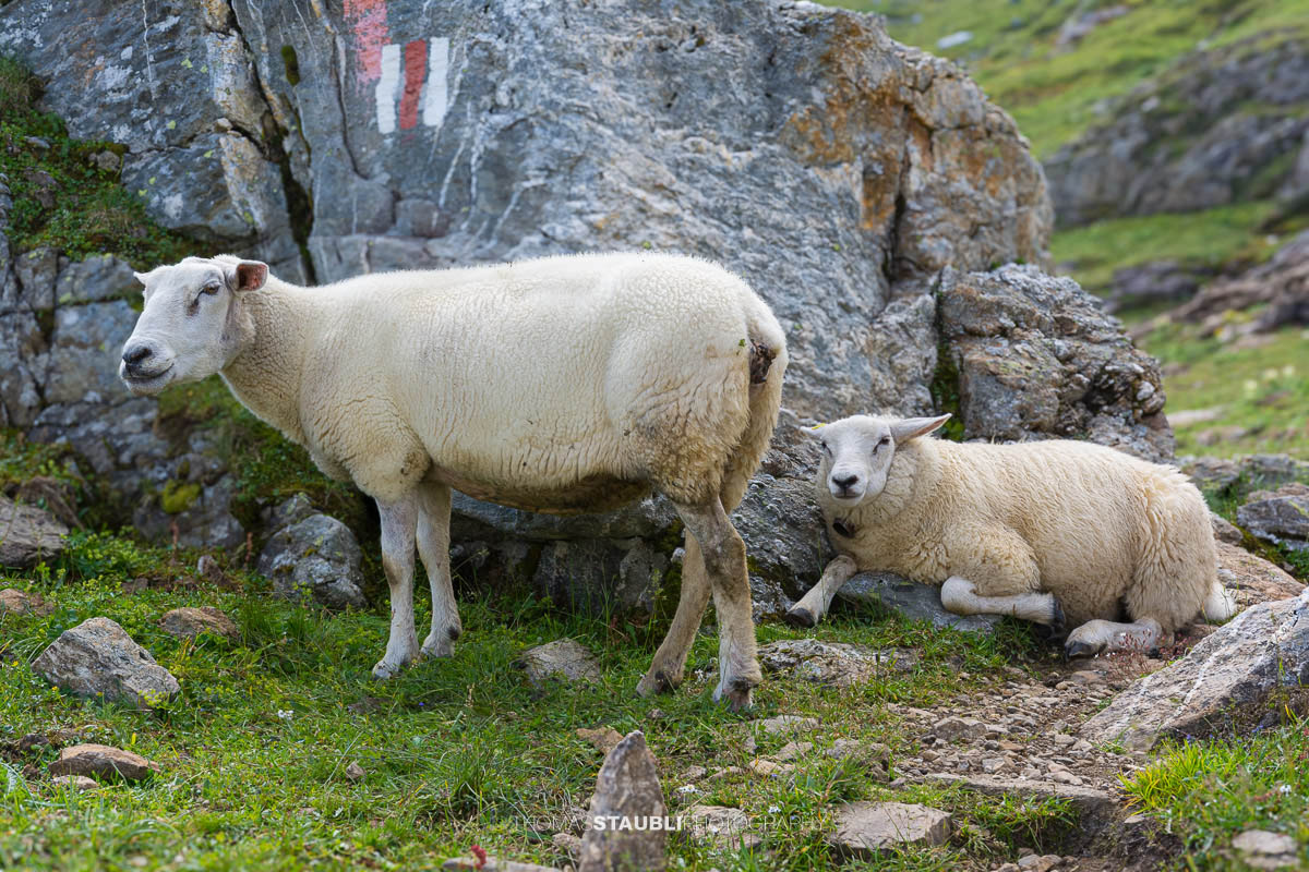 Schafe bei Unter Röti