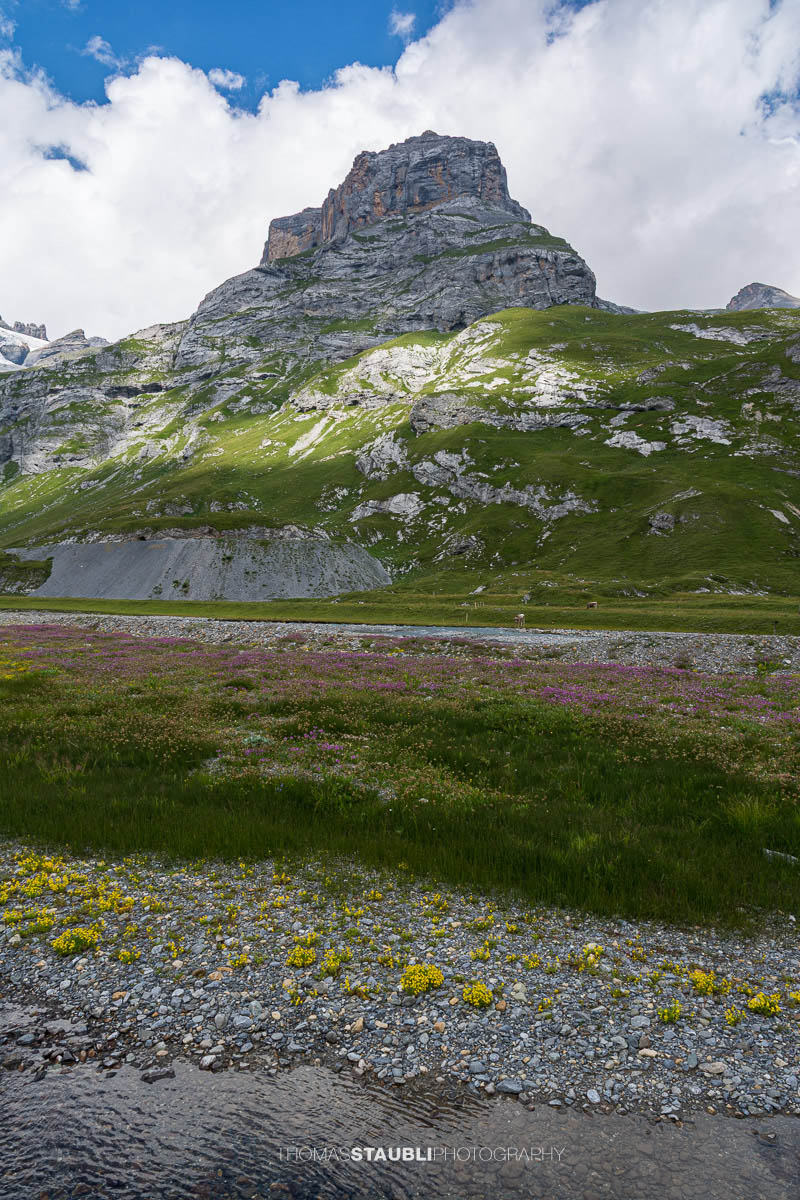 Blumenwiesen auf Ober Sand mit Blick zum Geissbützistock