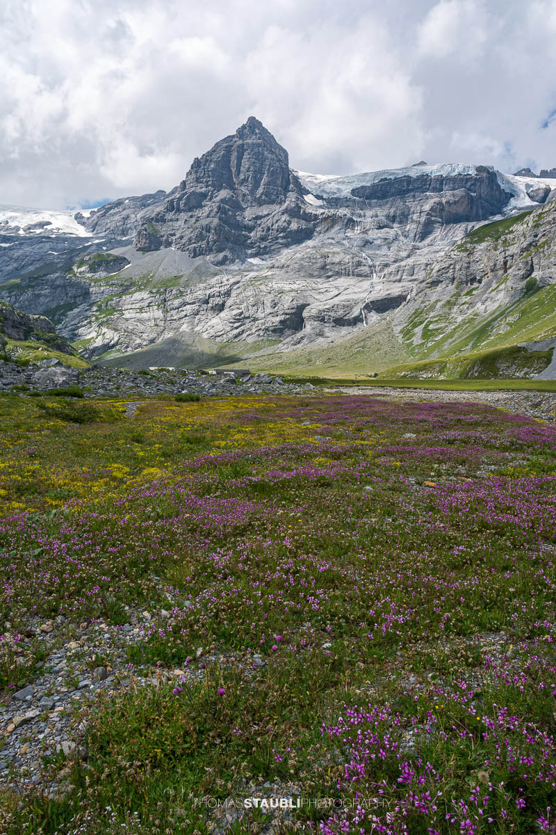 Alpine Blumenwiesen und Bachlauf auf der Alp Ober Sand im Kanton Glarus; im Hintergrund der markante Spitzalpelistock, rechts davon der Claridenfirn, umgeben von Felswänden und Geröllhängen.