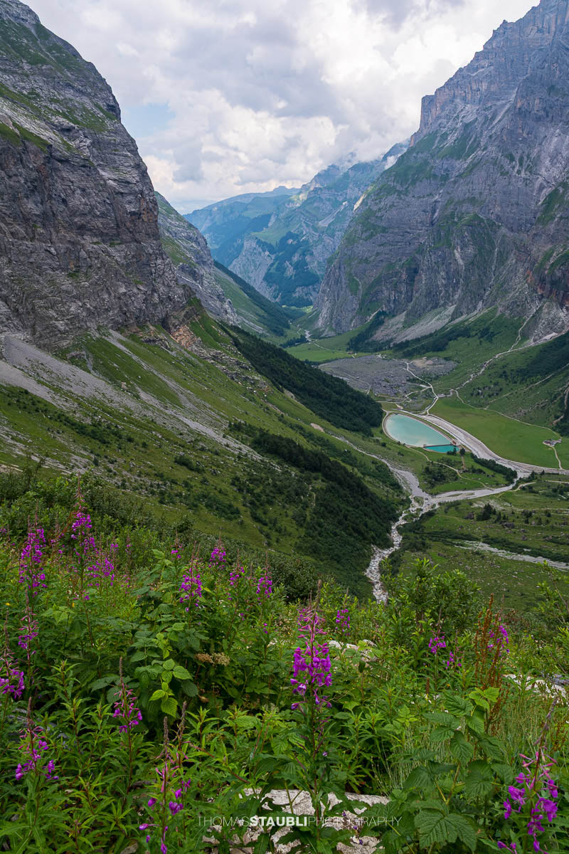 Blick von den Hängen oberhalb von Hinter Sand im Kanton Glarus mit blühenden Alpenpflanzen im Vordergrund; tief unten das Tal mit dem Speicherbecken von Tierfed, umrahmt von steilen Felswänden und grünen Bergflanken.