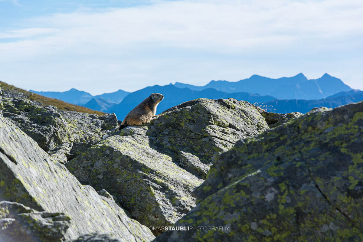 Murmeltier auf der Capanna Scaletta