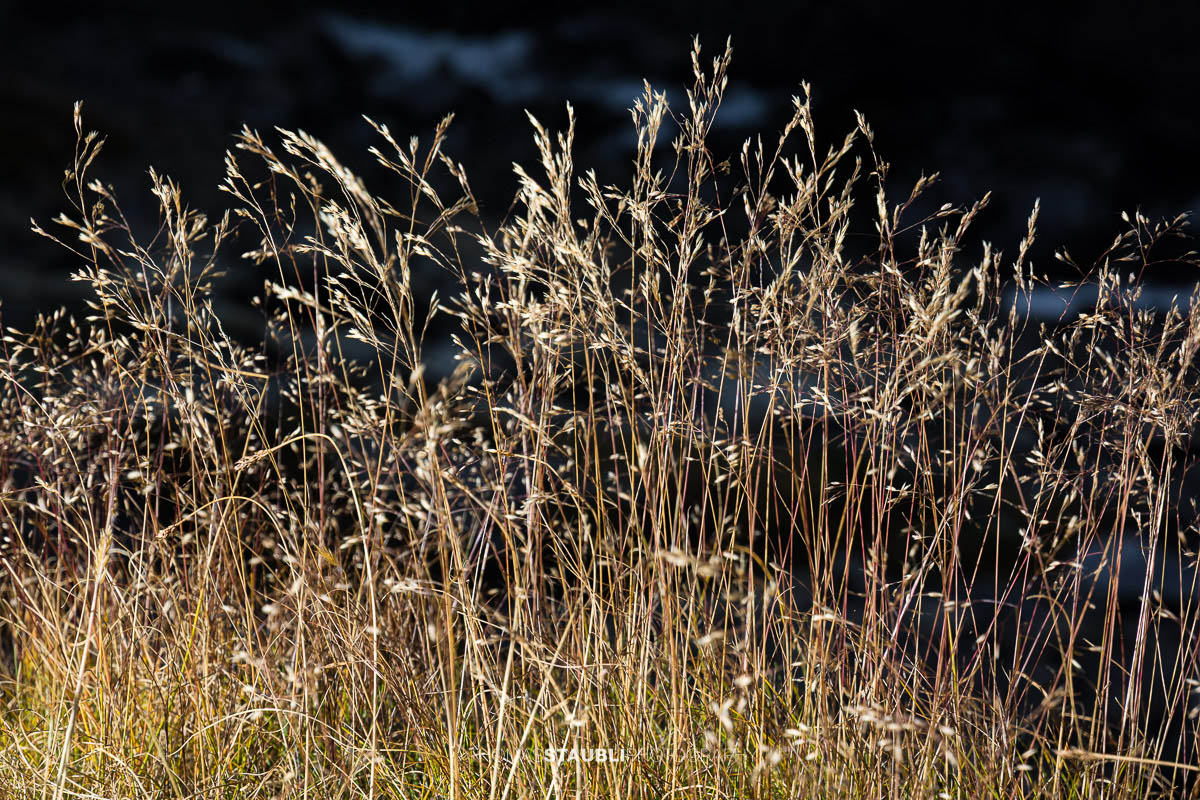 herbstliche Grashalme im Sonnenlicht