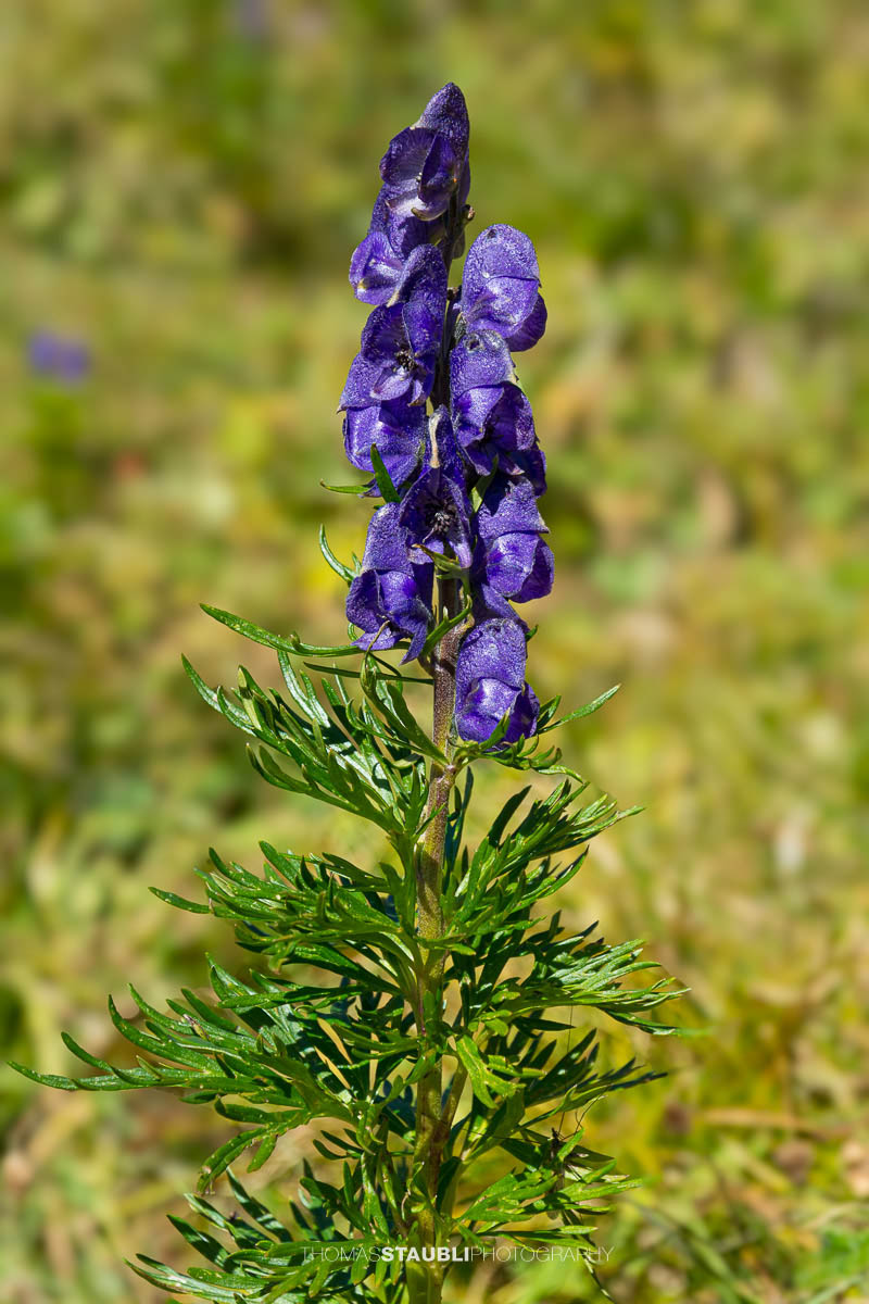 Blumen auf der Alpe di Motterascio