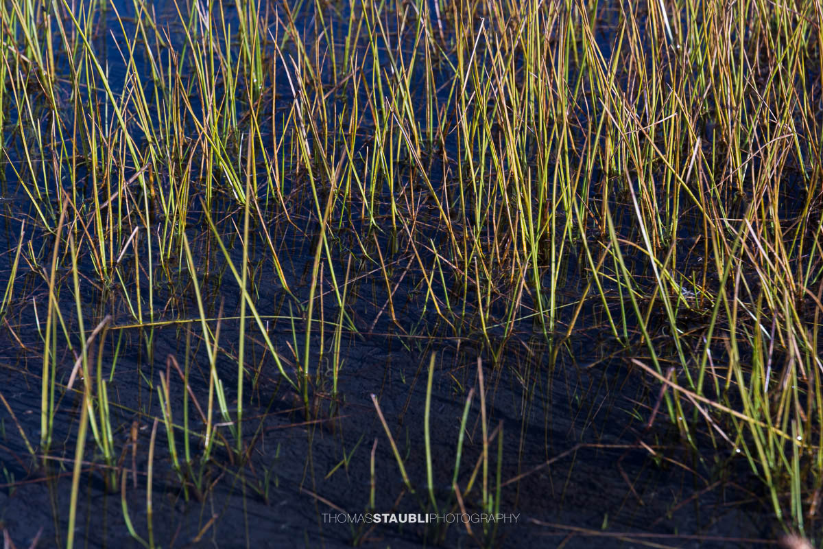 Vegetation auf der Greina Hochebene