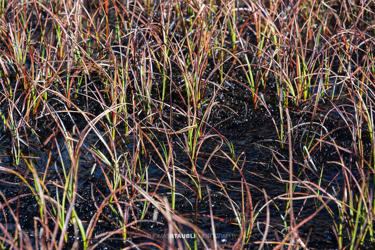 Vegetation auf der Greina Hochebene