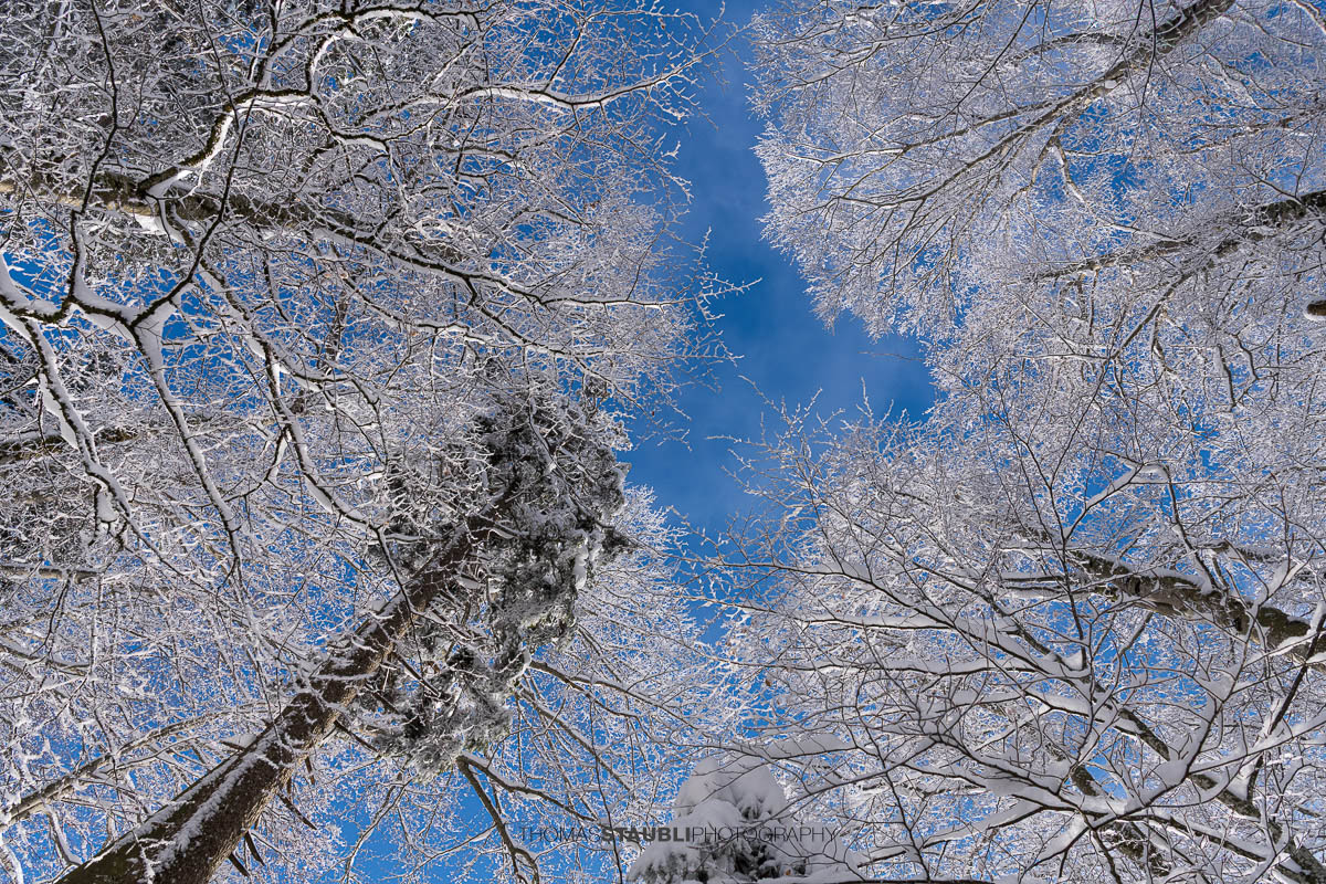 verschneite Baumkronen mit blauem Himmel