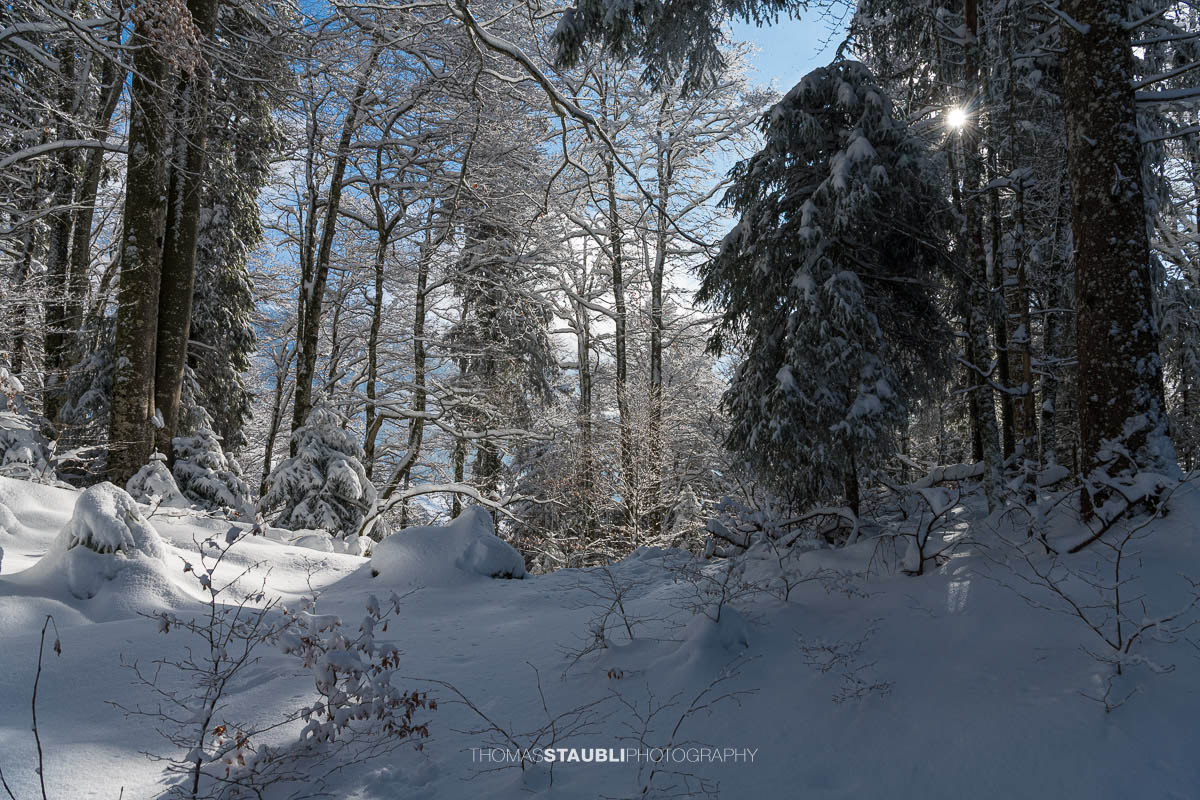 zauberhaft verschneiter Wald