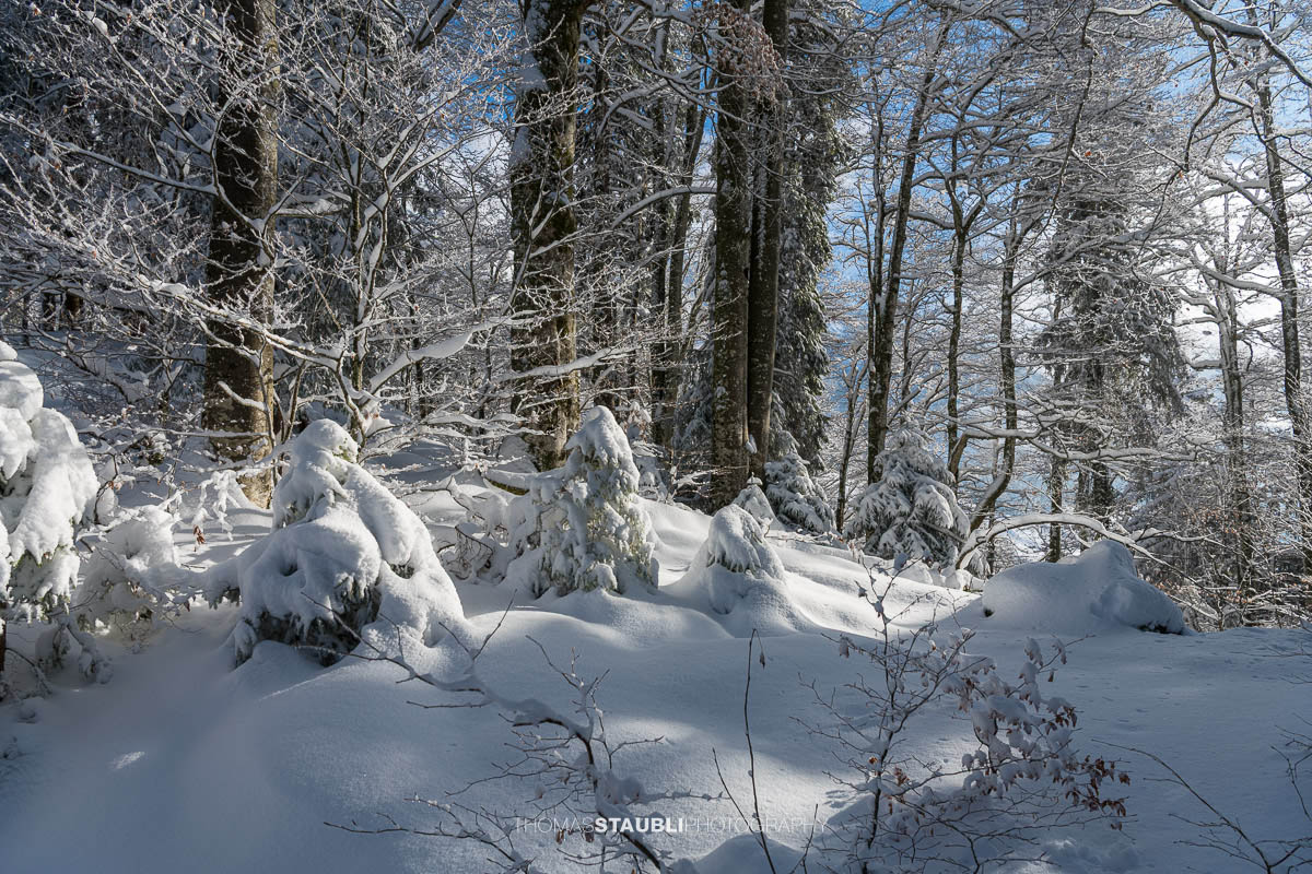 zauberhaft verschneiter Wald