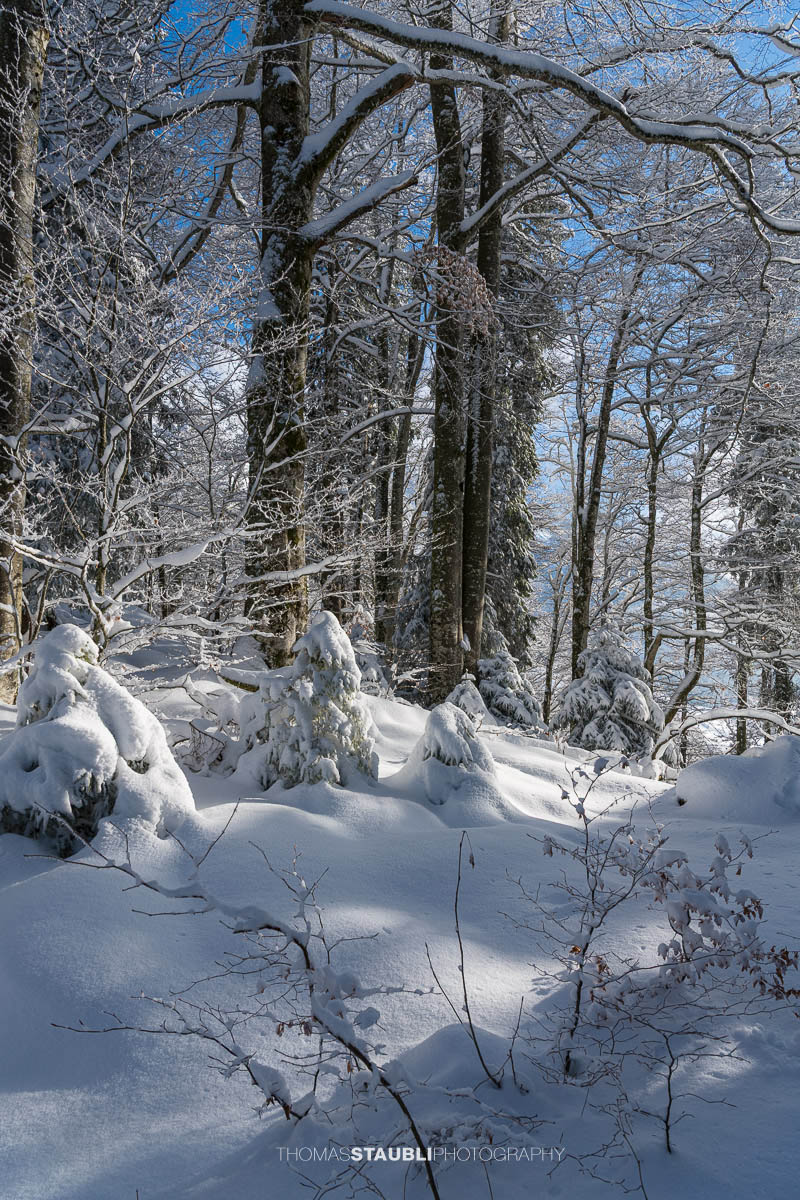 zauberhaft verschneiter Wald