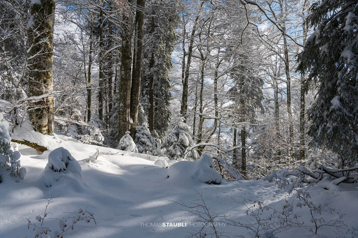 zauberhaft verschneiter Wald