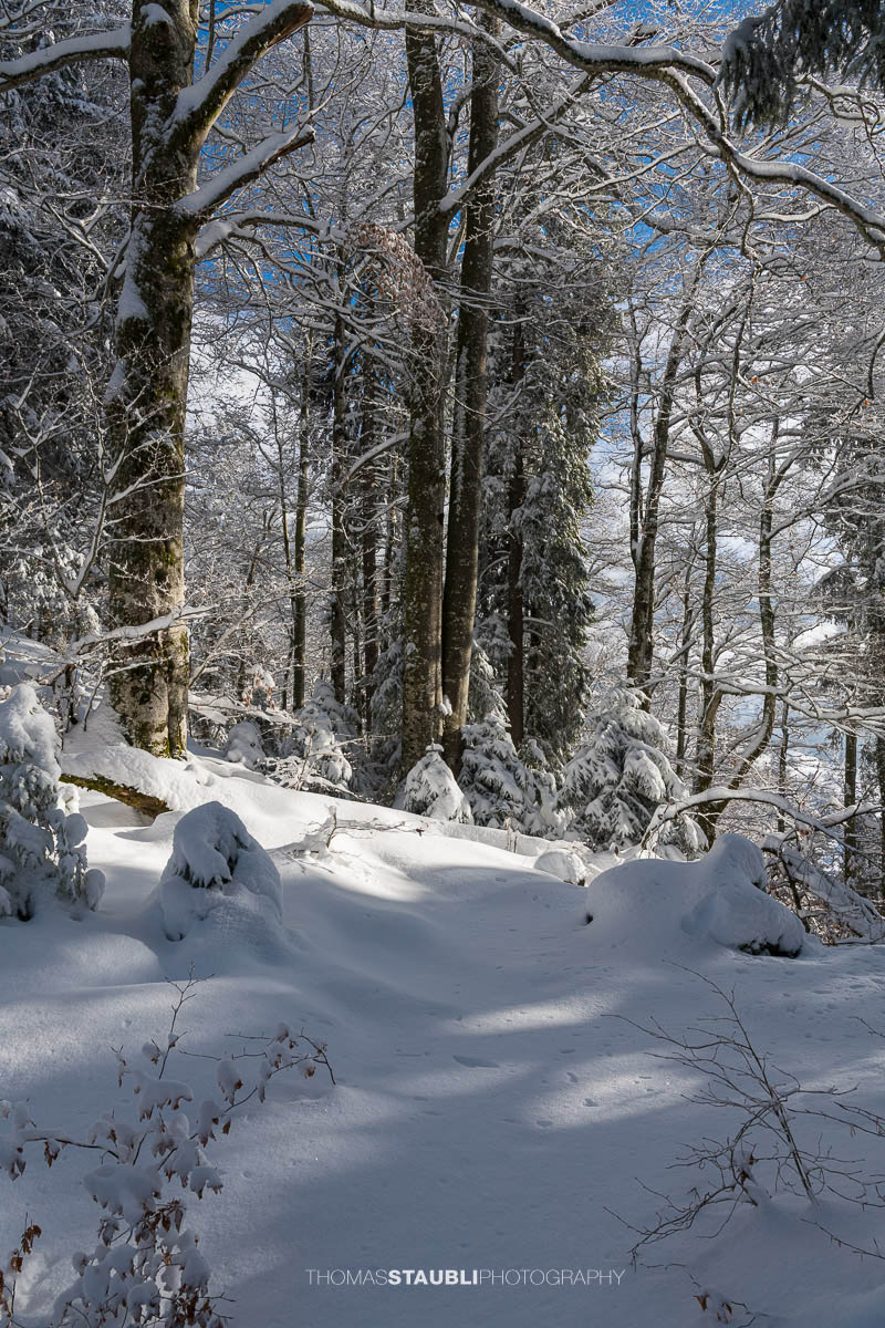 zauberhaft verschneiter Wald
