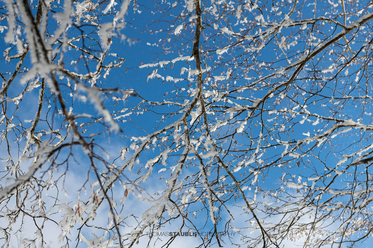 verschneite Äste mit blauem Himmel im Hintergrund