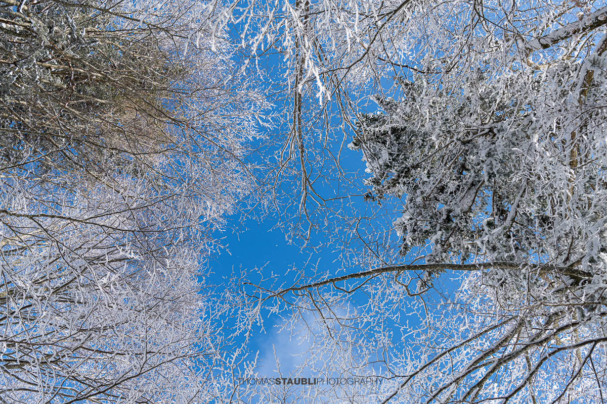 verschneite Baumkronen mit blauem Himmel